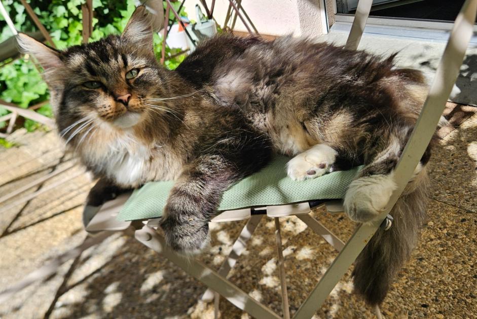 Fundmeldung Katze rassenmischung Unbekannt Plan-les-Ouates Schweiz