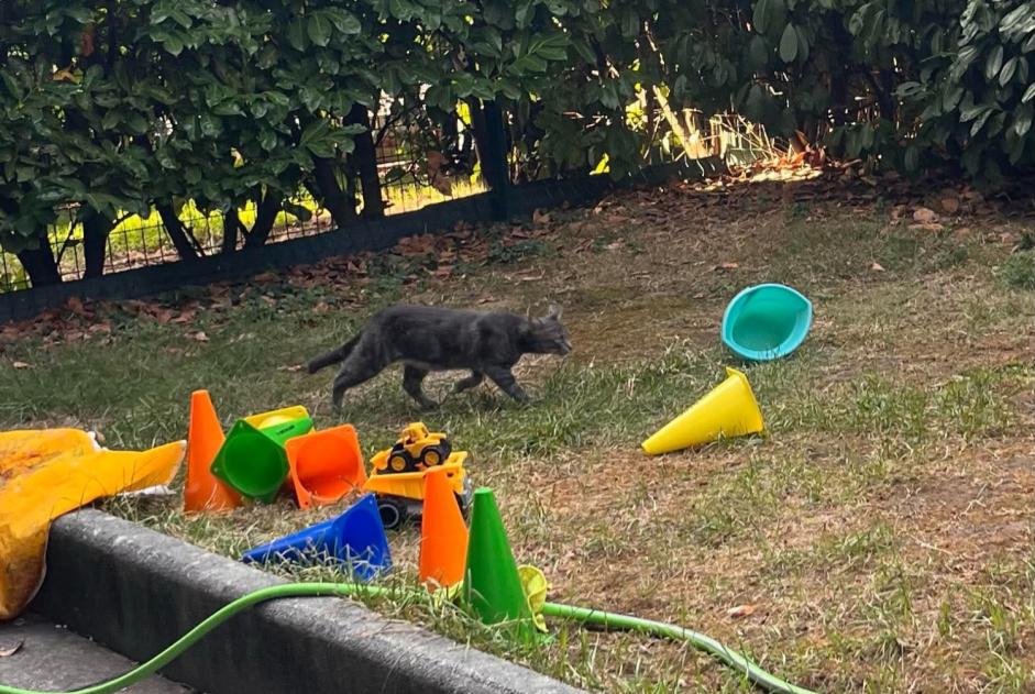 Fundmeldung Katze Unbekannt Genève Schweiz
