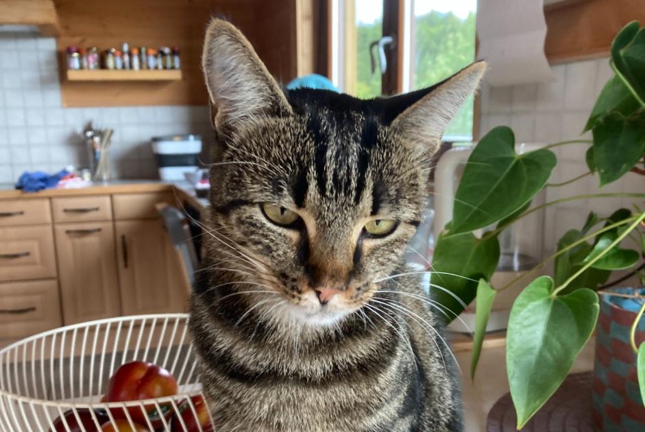 Vermisstmeldung Katze Weiblich , 3 jahre 1258 Perly Schweiz Vermisstmeldung Katze Weiblich , 3 jahre 1258 Perly Schweiz