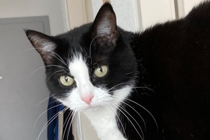 Vermisstmeldung Katze Weiblich , 6 jahre Court Schweiz