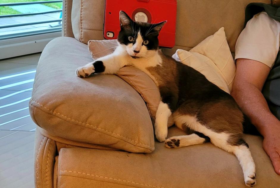 Vermisstmeldung Katze rassenmischung Männliche , 6 jahre Ardon Schweiz