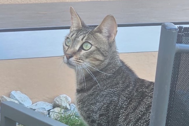 Vermisstmeldung Katze  Weiblich , 37 jahre Noble-Contrée Schweiz