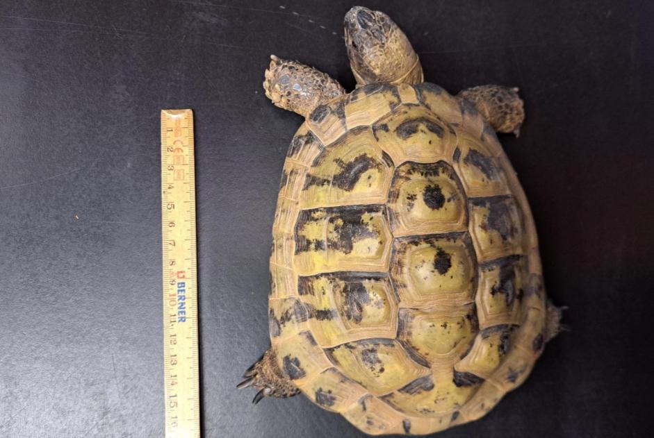 Fundmeldung Schildkröte Männliche Mont-Vully Schweiz Fundmeldung Schildkröte Männliche Mont-Vully Schweiz