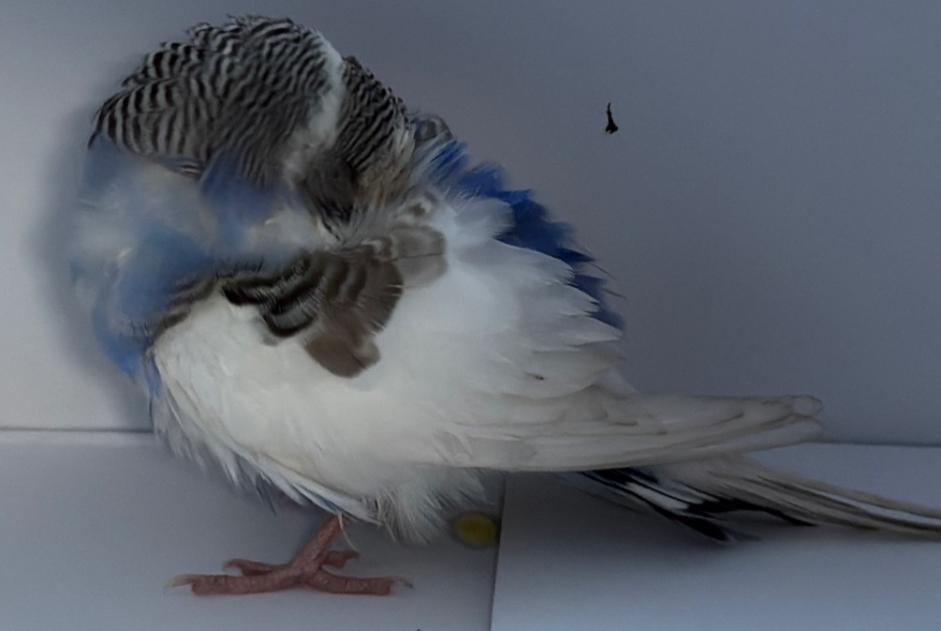 Fundmeldung Vogel Unbekannt Cologny Schweiz