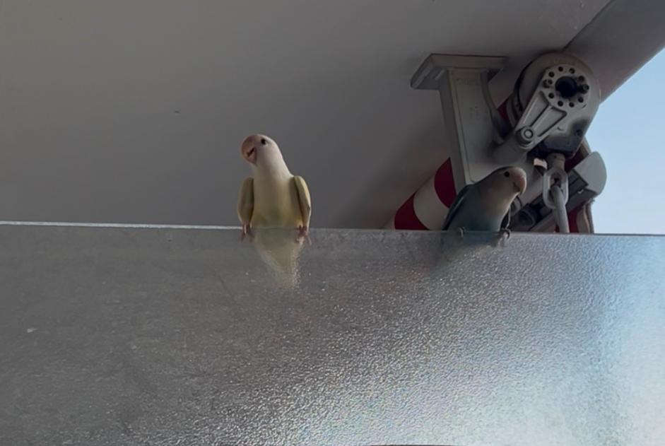Discovery alert Bird Unknown Renens Switzerland