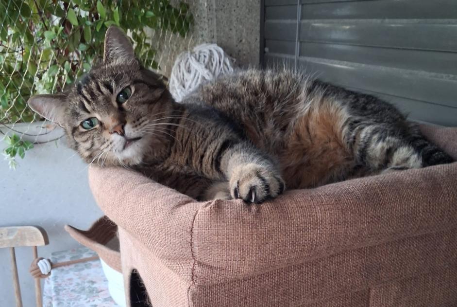 Alerta de Desaparición Gato Macho , 13 años Vernier Suiza