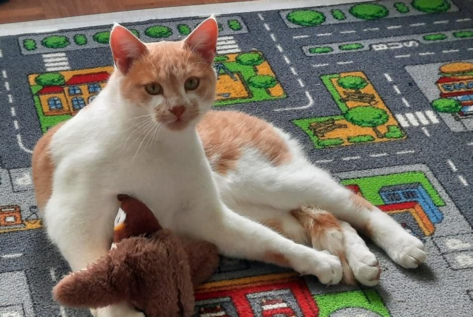 Alerte Disparition Chat Mâle , 2 ans Eschert Suisse Alerte Disparition Chat Mâle , 2 ans Eschert Suisse