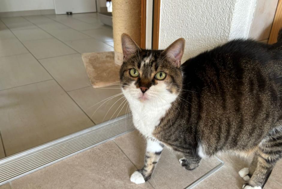Alerte Disparition Chat Mâle , 10 ans Genève Suisse Alerte Disparition Chat Mâle , 10 ans Genève Suisse