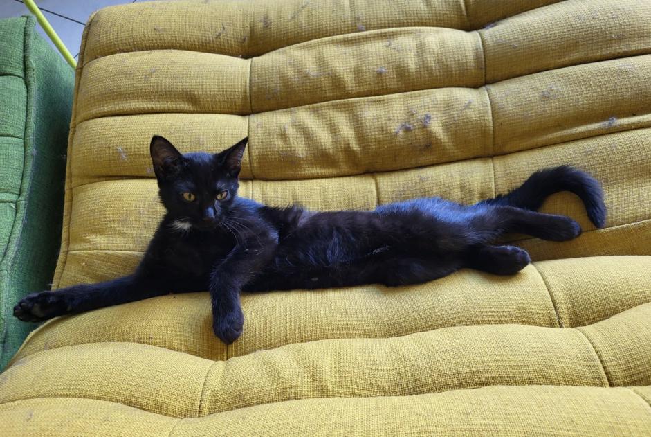 Alerte Disparition Chat Femelle , 0 ans Flanthey Suisse Alerte Disparition Chat Femelle , 0 ans Flanthey Suisse