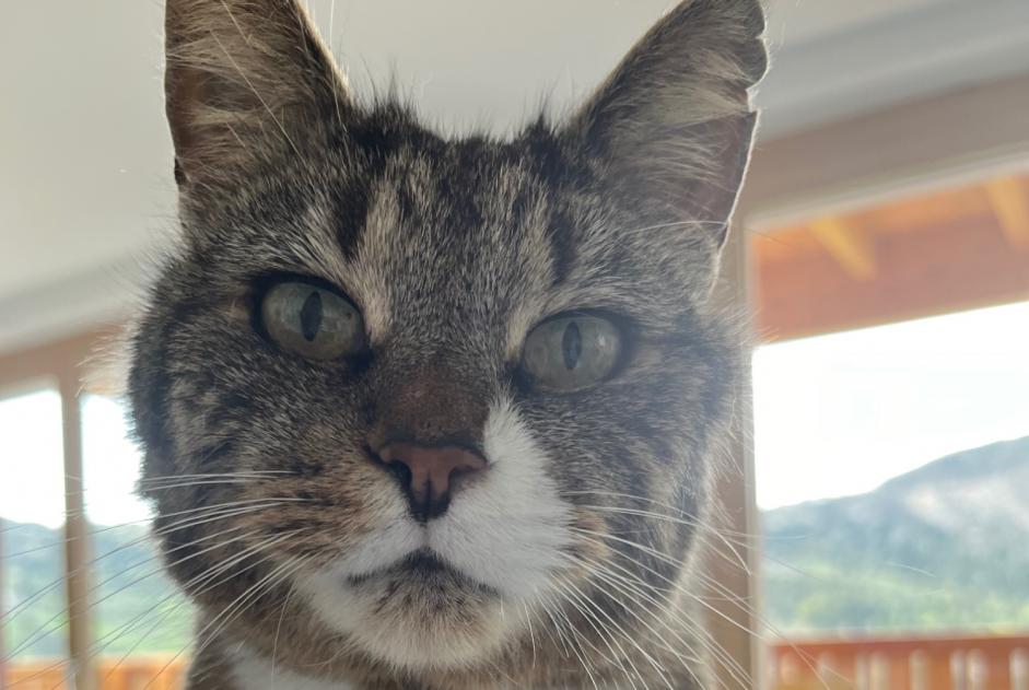 Alerte Disparition Chat croisement Mâle , 7 ans Sion Suisse Alerte Disparition Chat croisement Mâle , 7 ans Sion Suisse