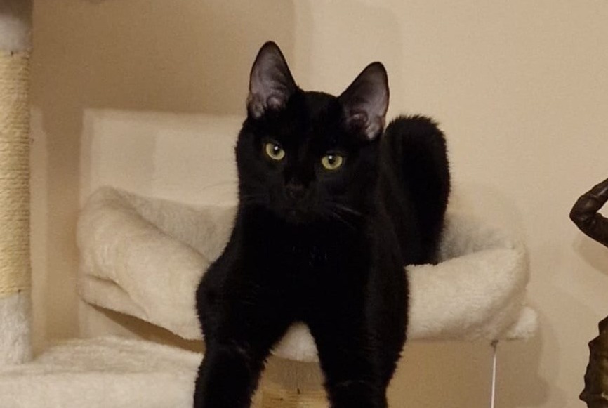 Alerte Disparition Chat  Mâle , 2 ans Chavannes-de-Bogis Suisse