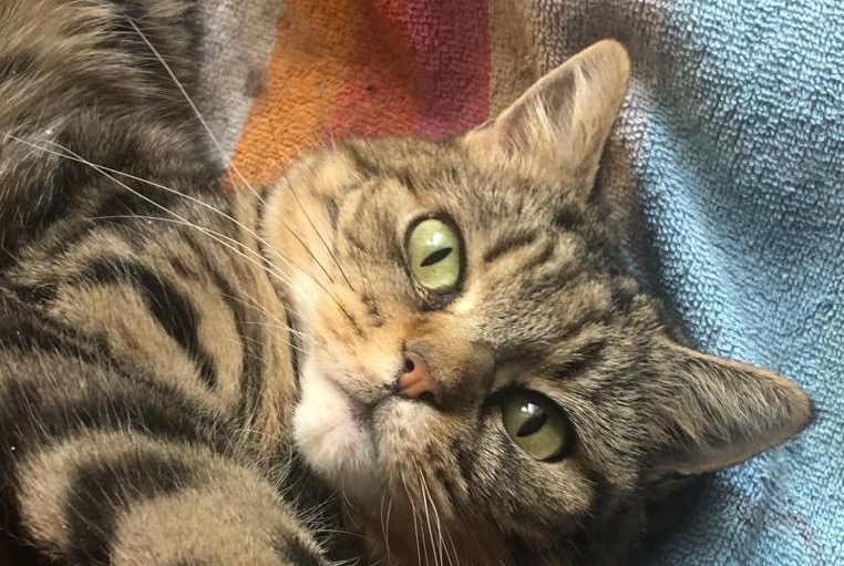 Alerte Disparition Chat croisement Femelle , 13 ans Penthalaz Suisse