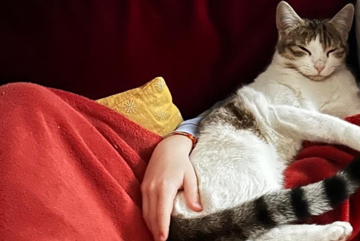 Alerte Disparition Chat Femelle , 1 ans Lausanne Suisse Alerte Disparition Chat Femelle , 1 ans Lausanne Suisse