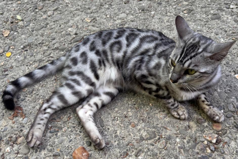 Alerte Découverte Chat Inconnu Reinach Suisse Alerte Découverte Chat Inconnu Reinach Suisse