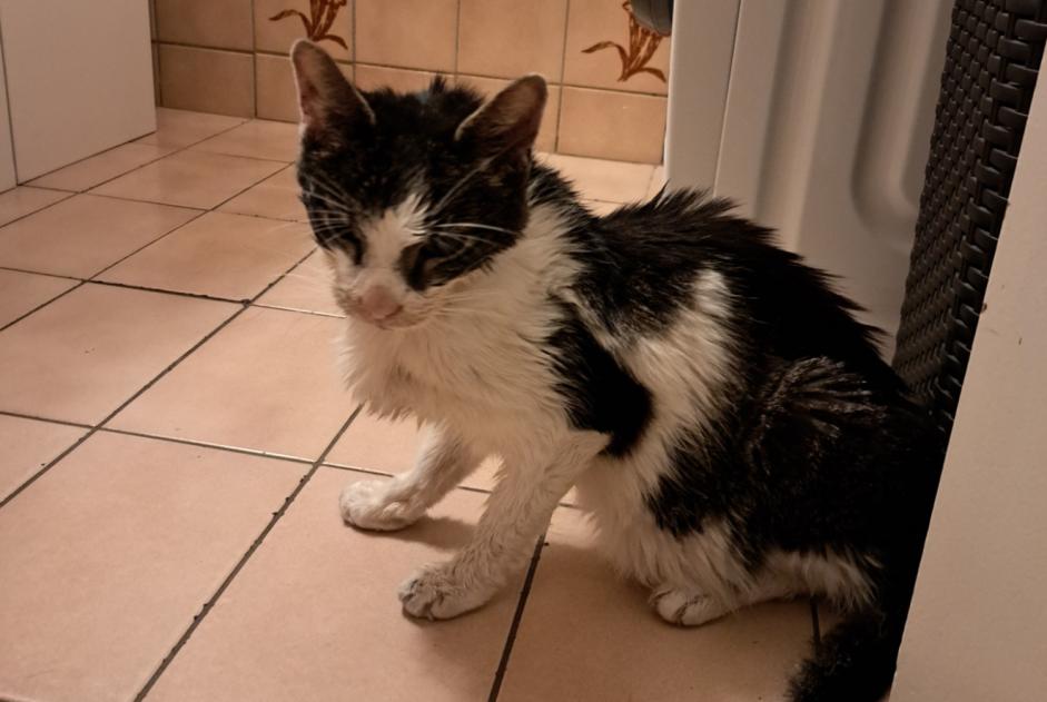 Alerte Découverte Chat Femelle , 10 ans Bulle Suisse