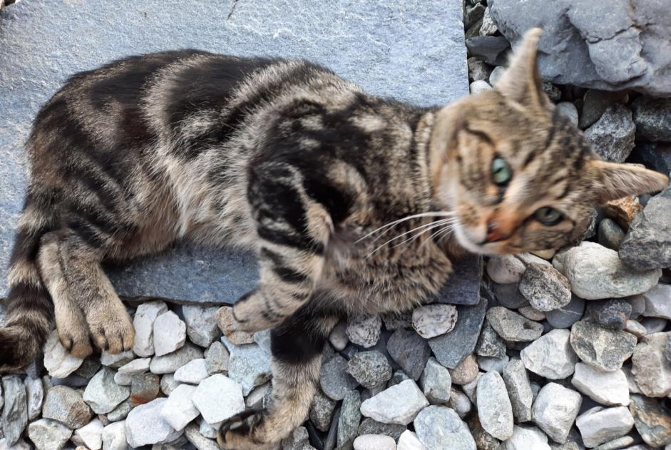 Alerte Découverte Chat croisement Mâle Ardon Suisse