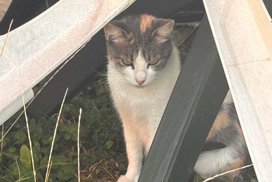 Alerte Découverte Chat Femelle Avenches Suisse Alerte Découverte Chat Femelle Avenches Suisse