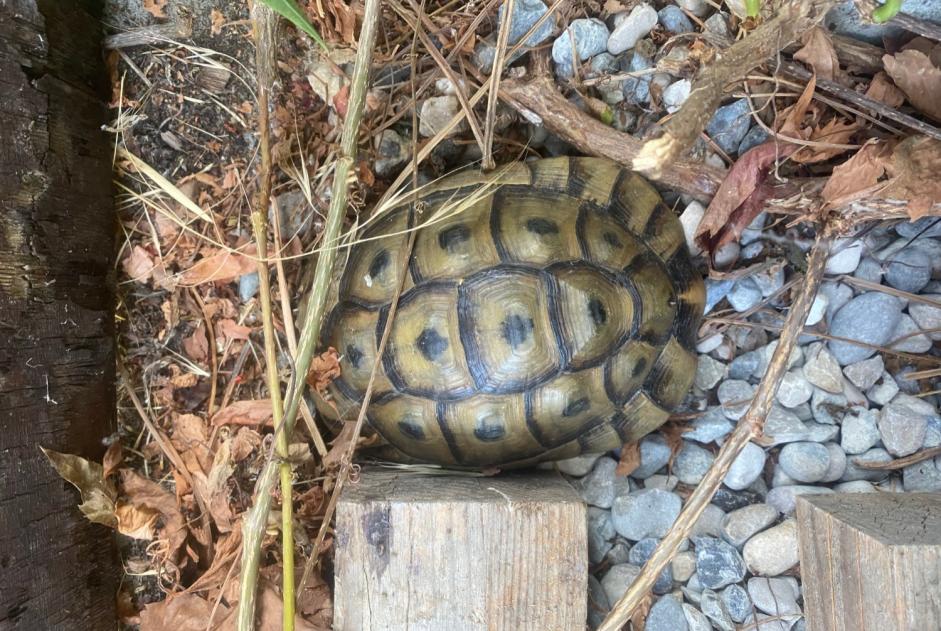 Alerte Découverte Tortue Inconnu Mont-Vully Suisse