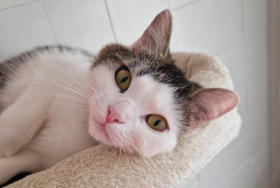 Avviso scomparsa Gatto incrocio di razze Maschio , 1 anni Neyruz Svizzera