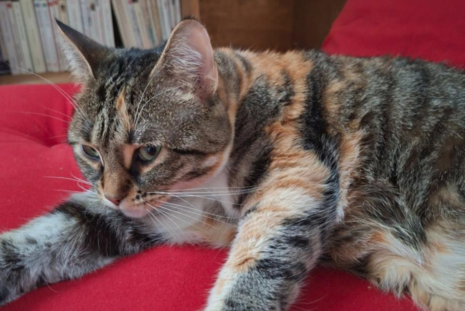 Avviso scomparsa Gatto  Femmina , 3 anni Lancy Svizzera