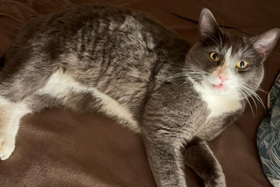Avviso scomparsa Gatto incrocio di razze Maschio , 34 anni Monthey Svizzera Avviso scomparsa Gatto incrocio di razze Maschio , 34 anni Monthey Svizzera