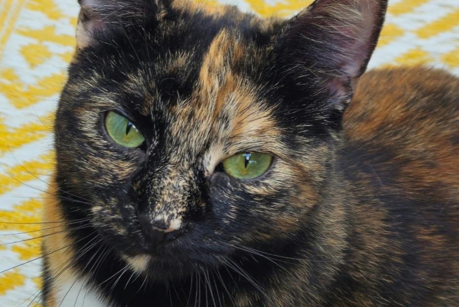 Avviso scomparsa Gatto  Femmina , 2 anni Lausanne Svizzera