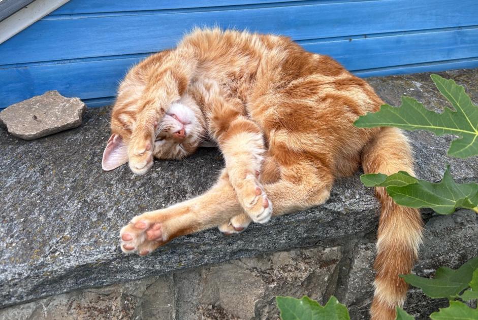 Avviso scomparsa Gatto incrocio di razze Maschio , 7 anni Oron Svizzera
