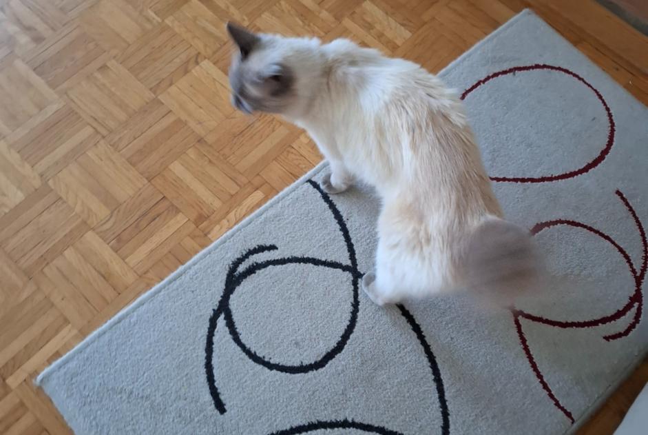 Avviso Ritrovamento Gatto incrocio di razze Non conosciuta Nyon Svizzera