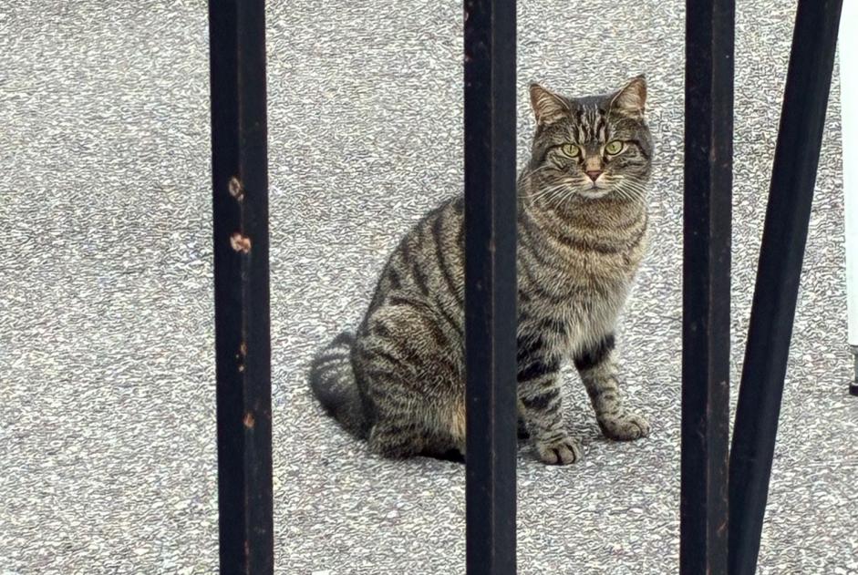 Ontdekkingsalarm Kat Onbekend Martigny Zwitserland Ontdekkingsalarm Kat Onbekend Martigny Zwitserland