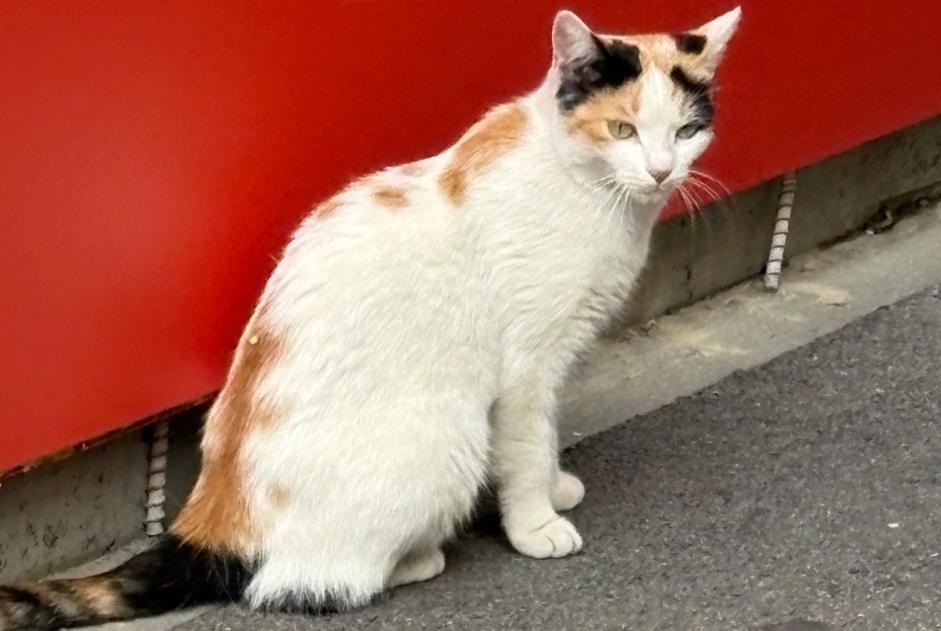 Ontdekkingsalarm Kat Vrouwtje Lausanne Zwitserland