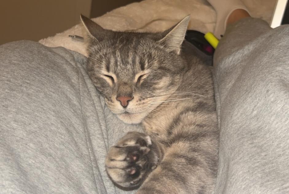 Alerta desaparecimento Gato cruzamento Macho , 7 anos Surpierre Switzerland Alerta desaparecimento Gato cruzamento Macho , 7 anos Surpierre Switzerland